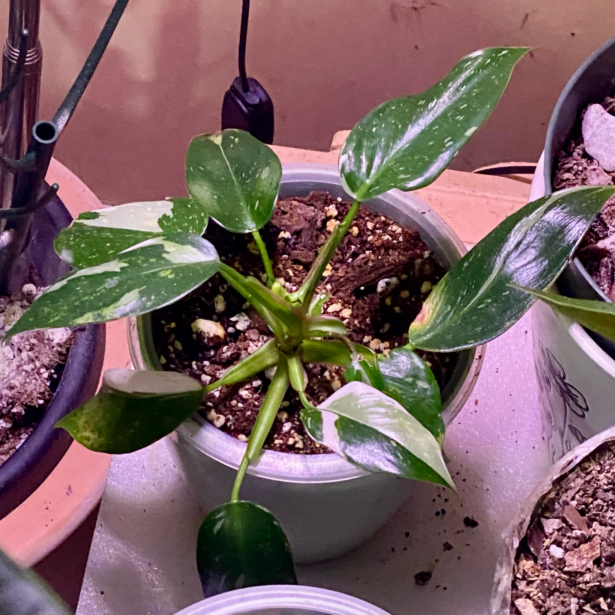 Photo of the plant species Pink And White Princess by @SuperStace named Demi on Greg, the plant care app