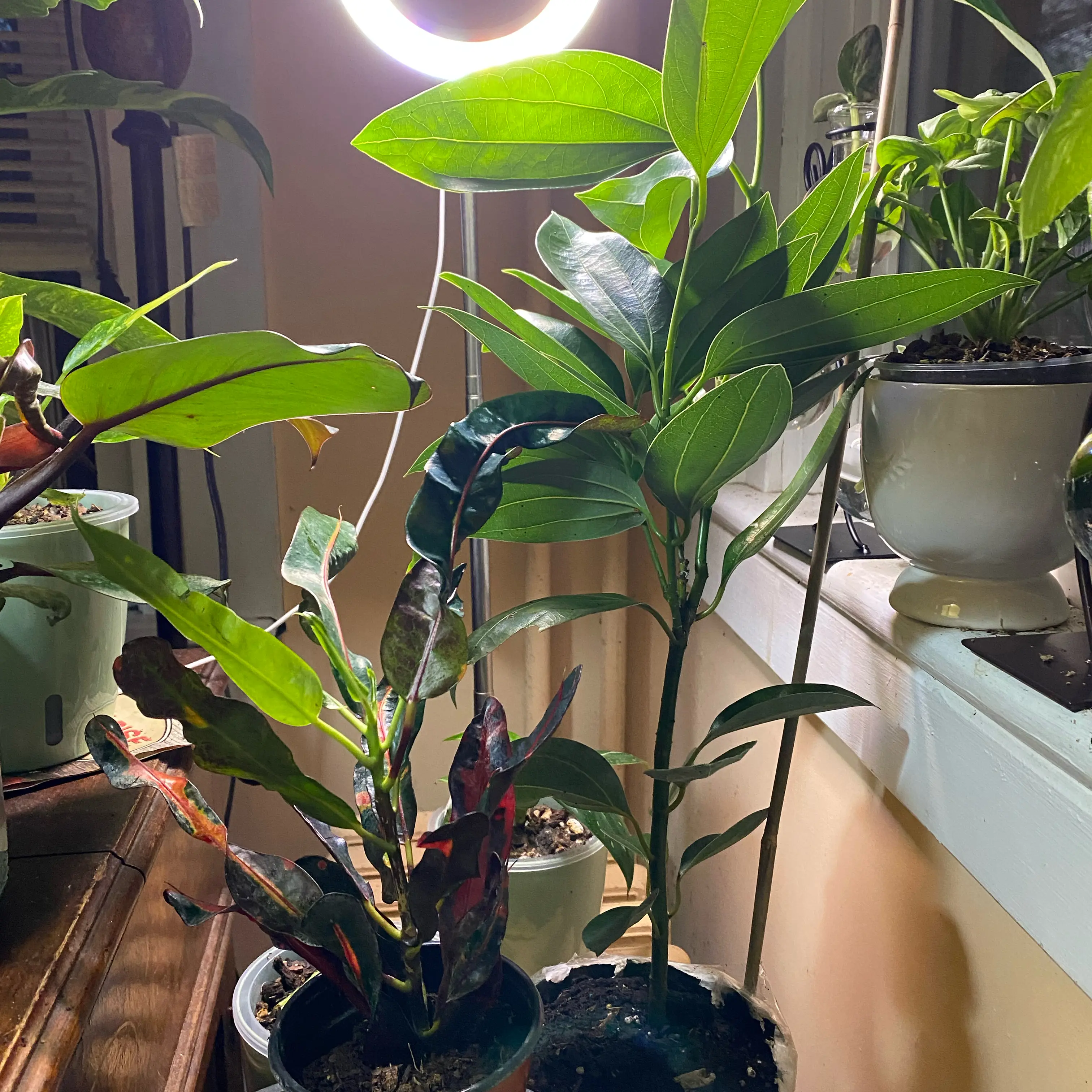 Photo of the plant species Cinnamon Tree by @SuperStace named Ceylon on Greg, the plant care app