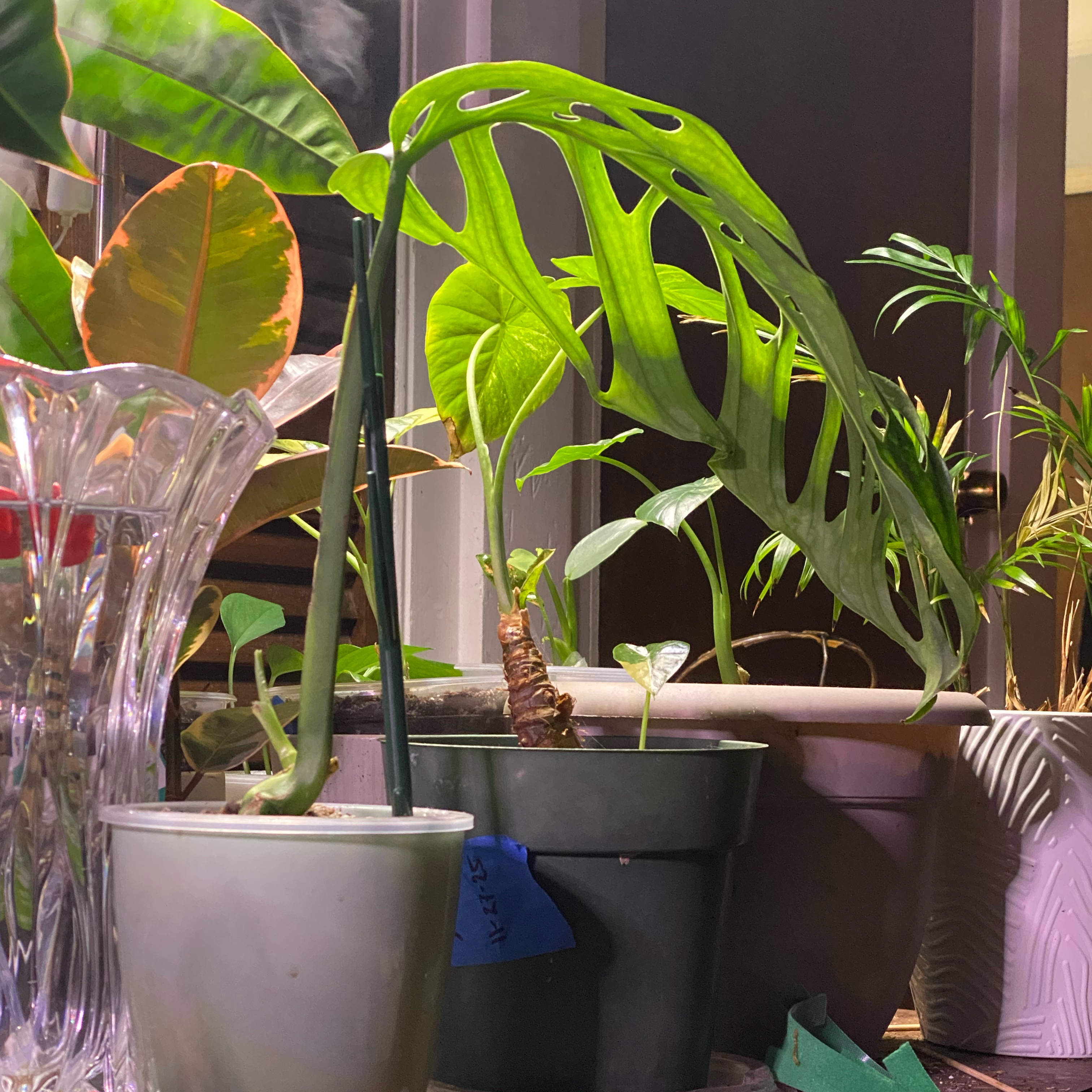 Photo of the plant species Monstera esqueleto by @SuperStace named Skeletor on Greg, the plant care app
