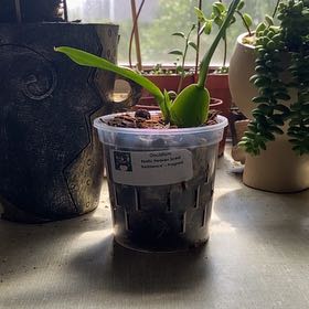 Photo of the plant species Heaven Scent Redolence Orchid by @SuperStace named Stella on Greg, the plant care app