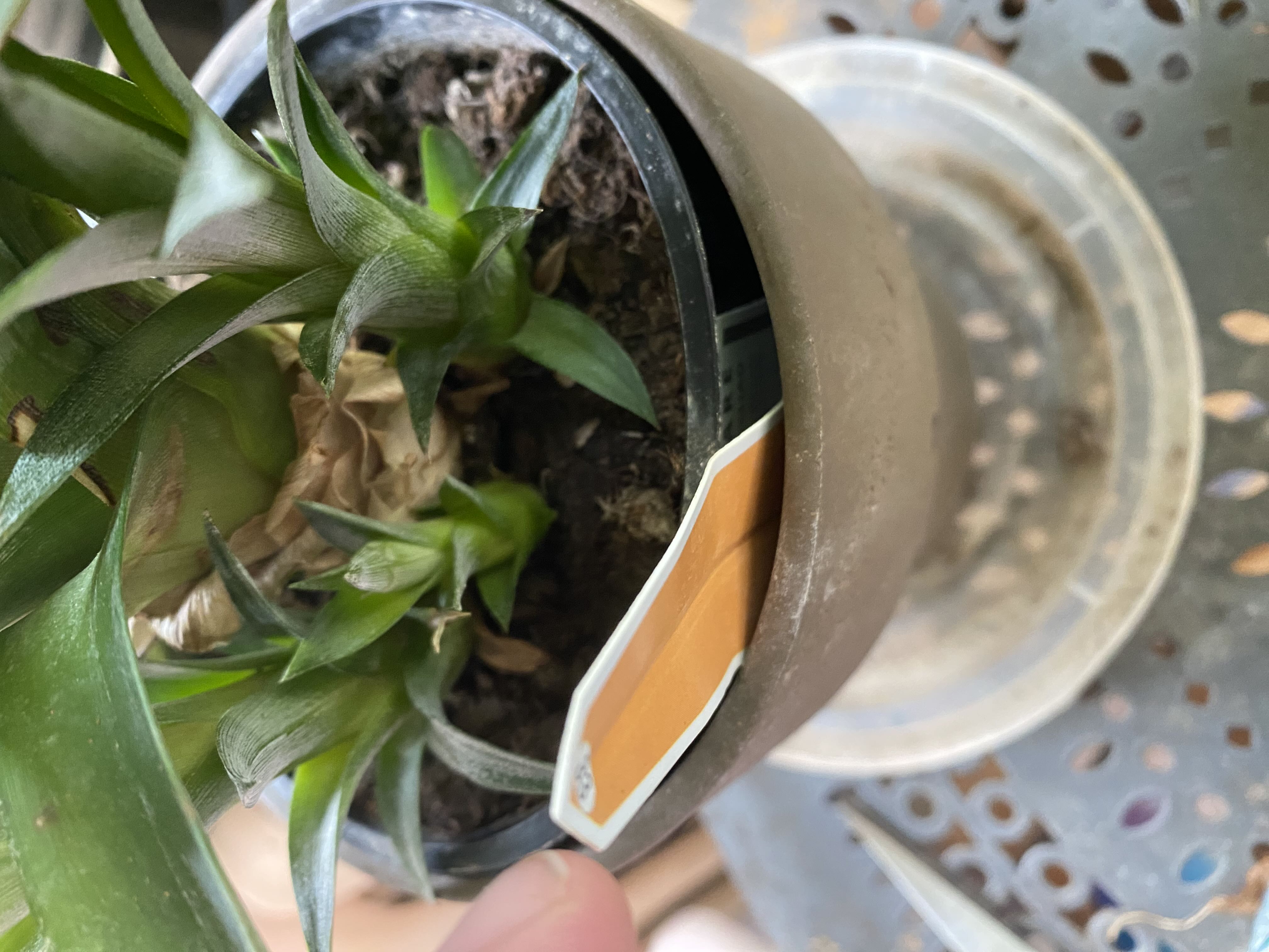 Photo from the post