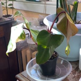 Photo of the plant species Strawberry Shake Philodendron by @SuperStace named James Dean on Greg, the plant care app