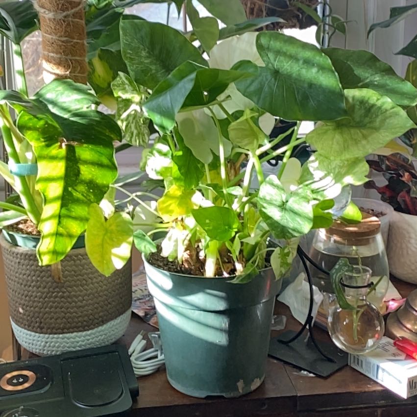 Photo of the plant species Alocasia gageana 'Albo' by @SuperStace named Bonnie on Greg, the plant care app