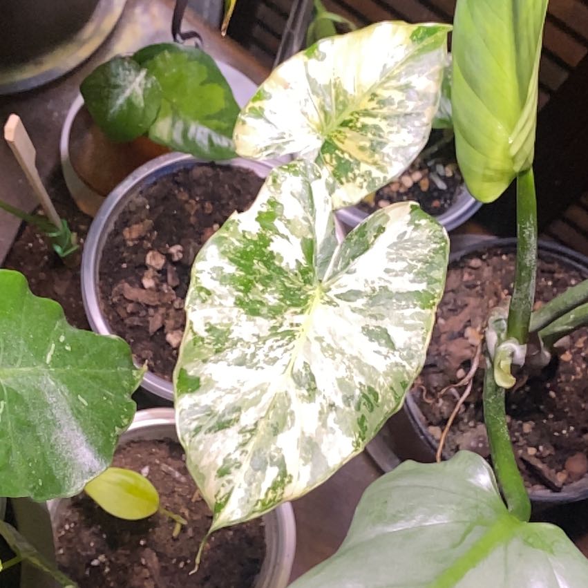 Photo of the plant species Gagnea by @SuperStace named Bigleef Smalls on Greg, the plant care app