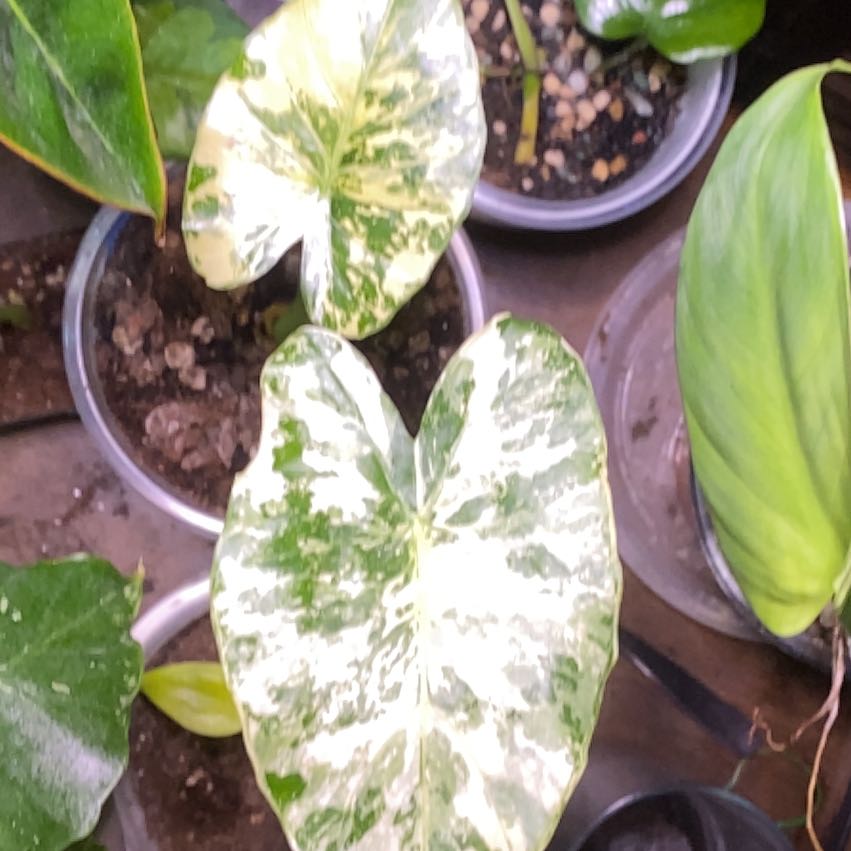Photo of the plant species Alocasia gageana 'Albo' by @SuperStace named Fernie Saunders on Greg, the plant care app