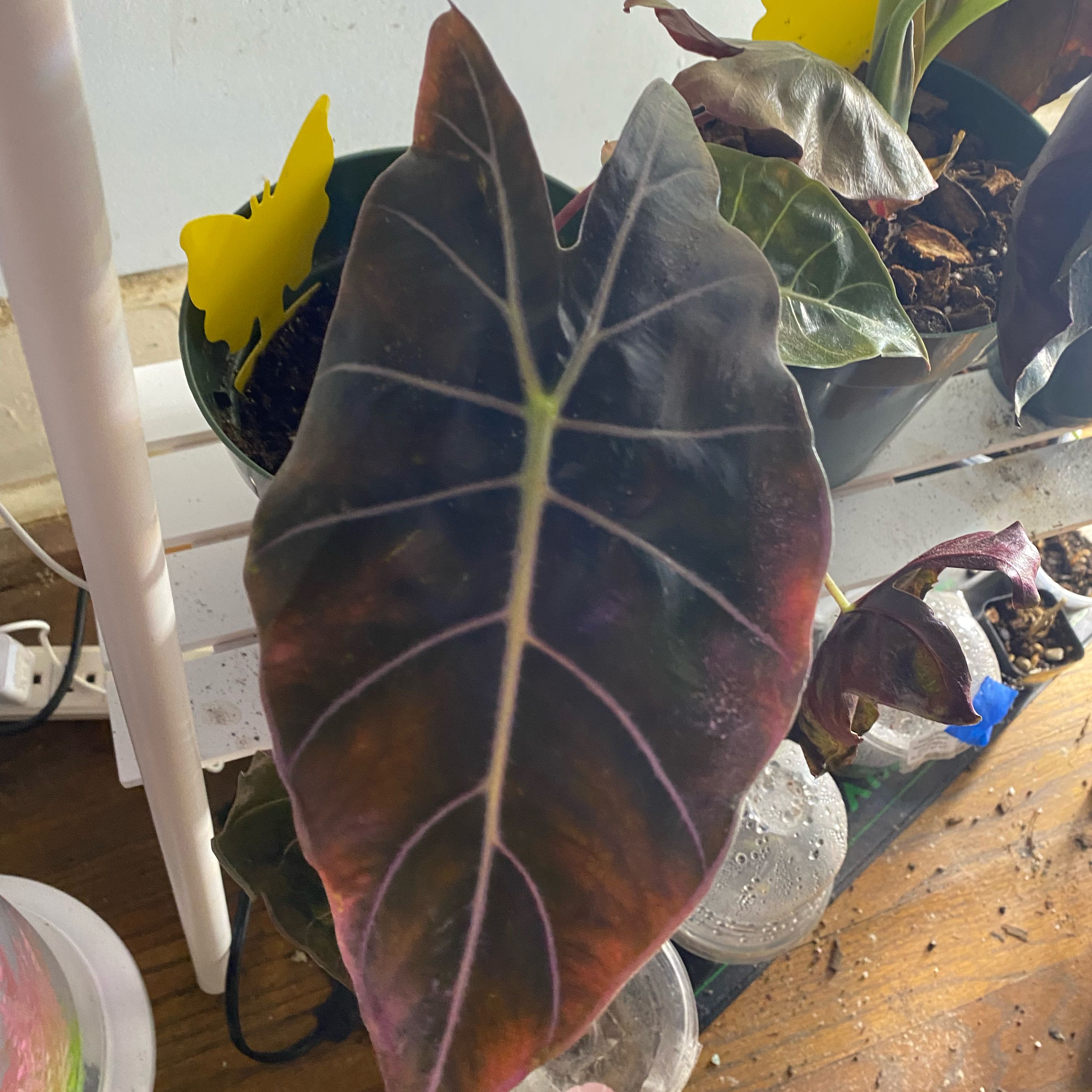Photo of the plant species Alocasia Purpley by @SuperStace named Remington on Greg, the plant care app