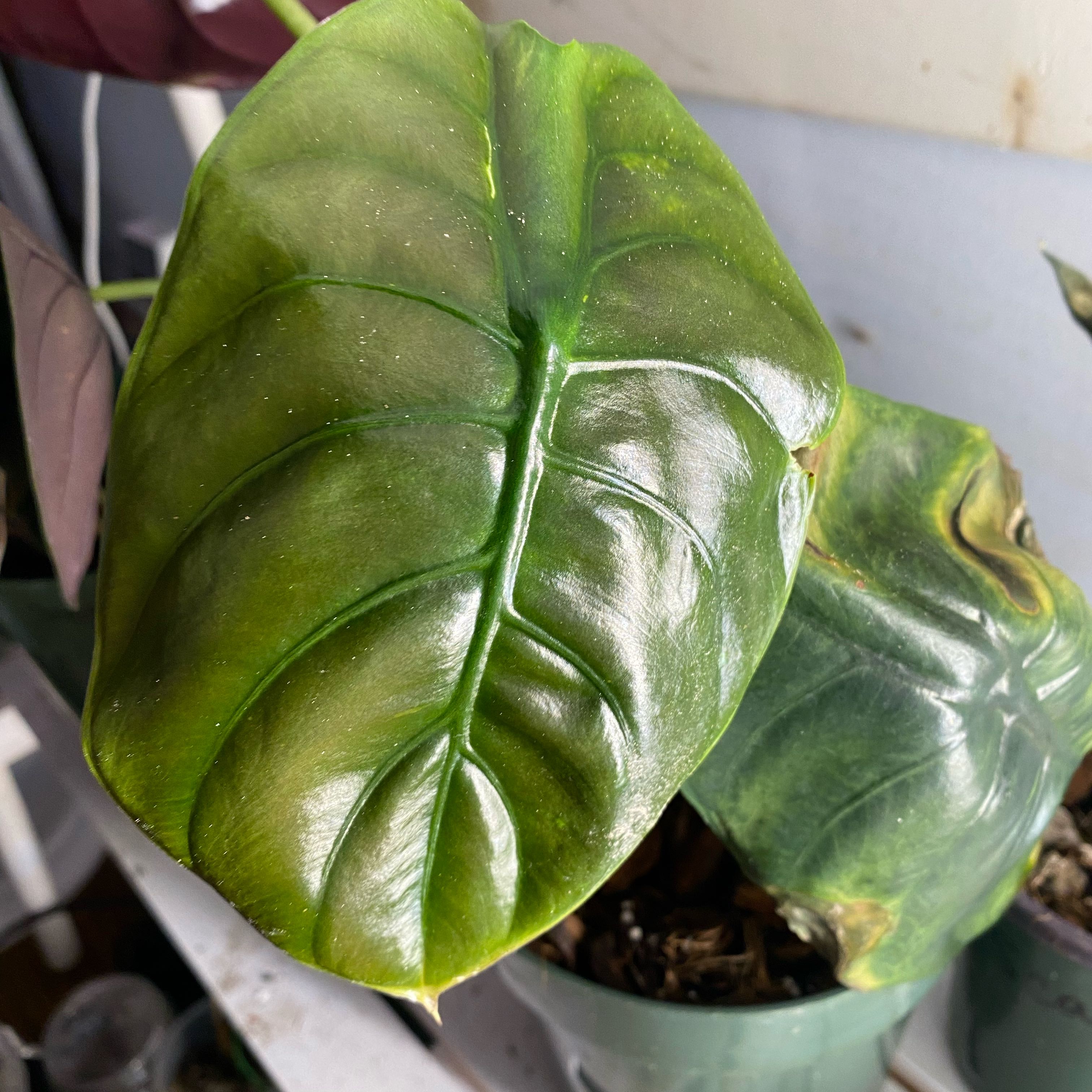 Photo of the plant species Red Secret Alocasia by @SuperStace named Darwin on Greg, the plant care app