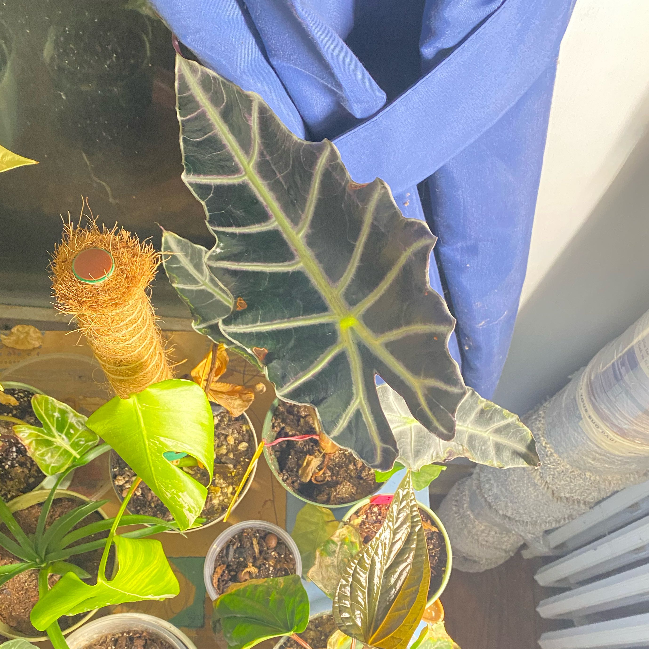 Photo of the plant species Alocasia Purpley by @SuperStace named Khaleesi on Greg, the plant care app