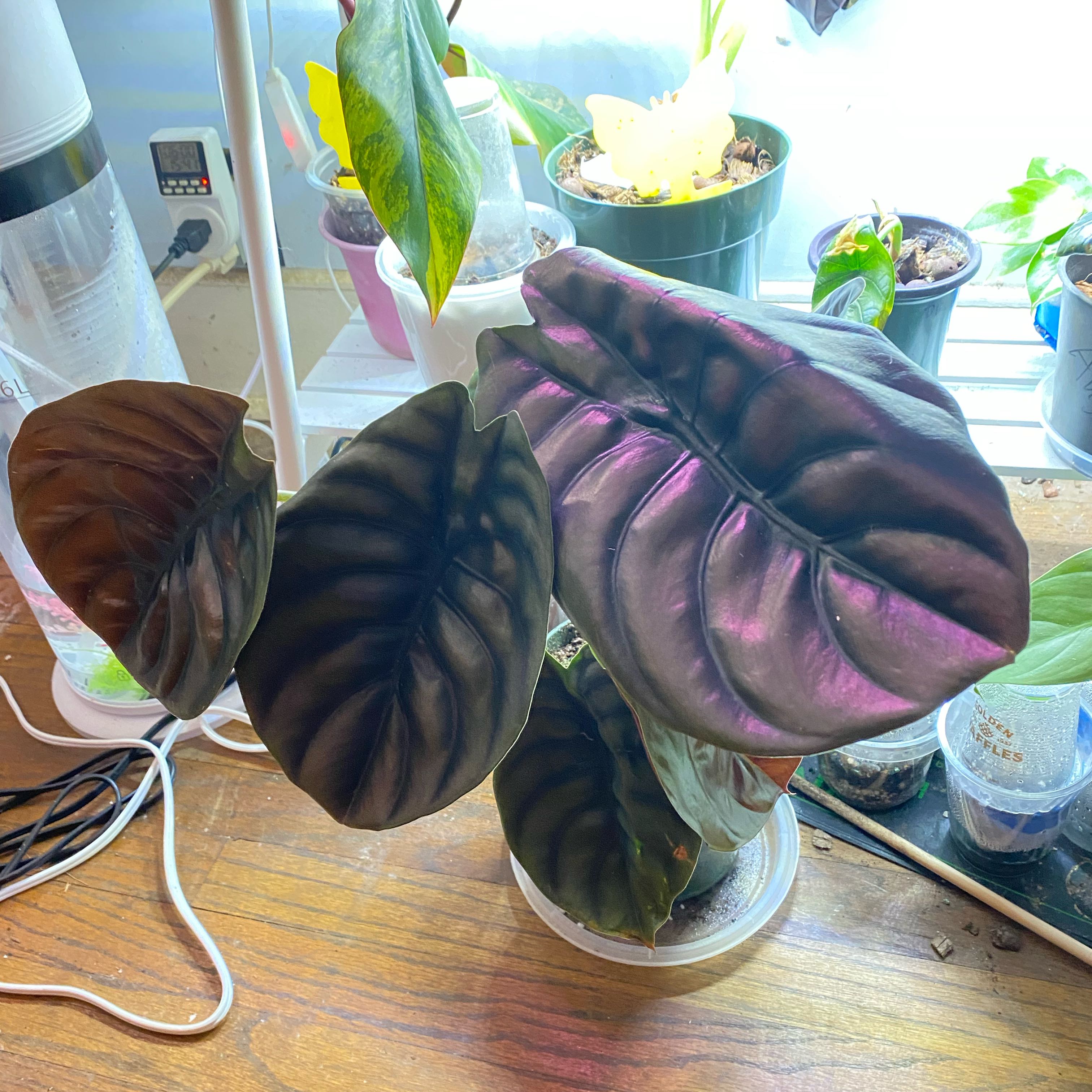 Photo of the plant species Red Secret Alocasia by @SuperStace named Noel on Greg, the plant care app