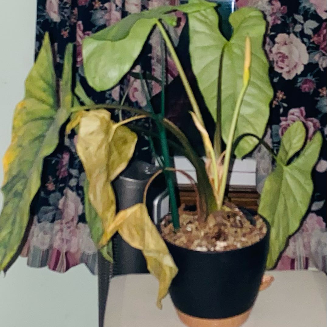 Photo of the plant species Alocasia by @SuperStace named Daphne on Greg, the plant care app