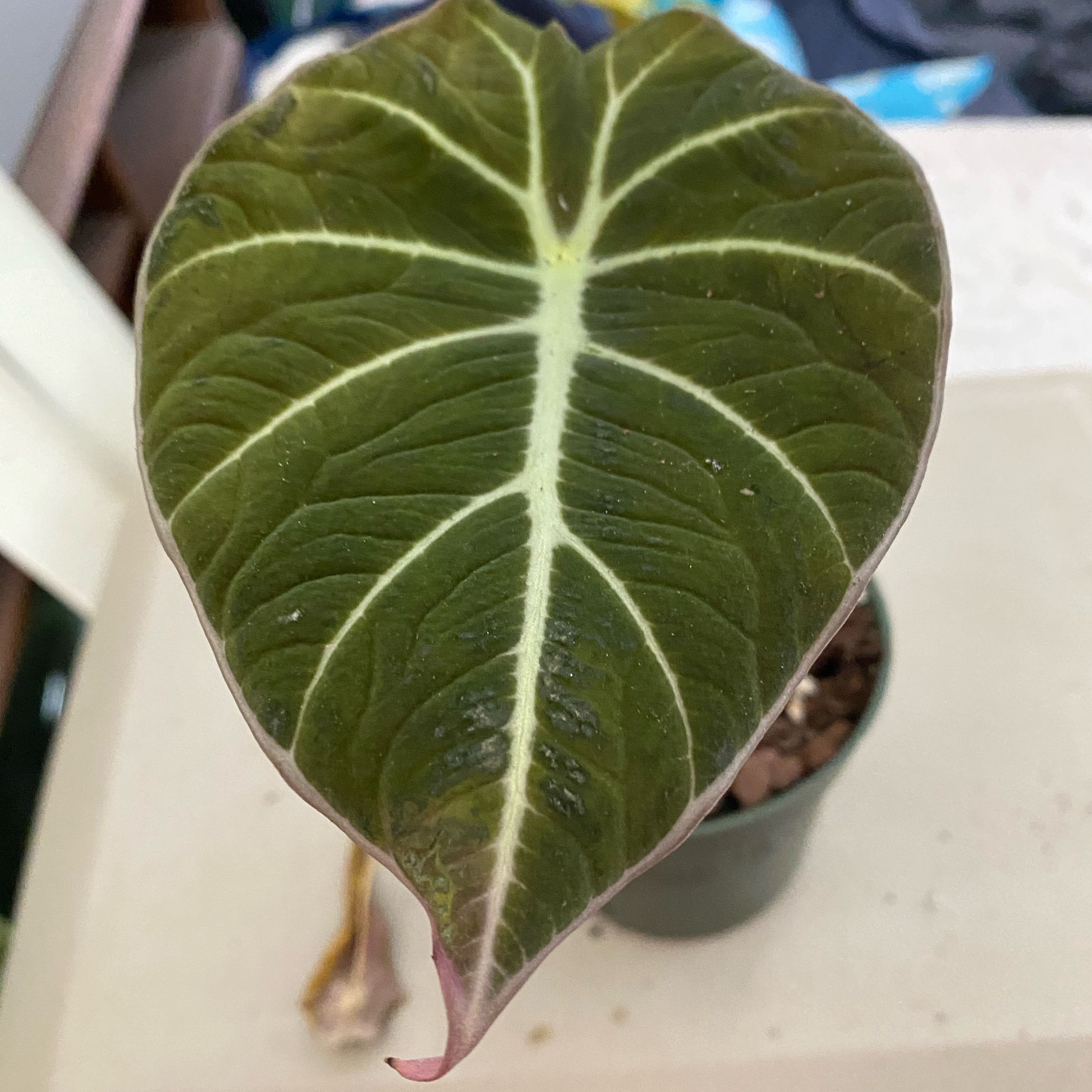 Photo of the plant species Alocasia Bisma by @SuperStace named Erin on Greg, the plant care app