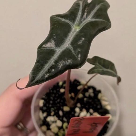 Photo of the plant species Alocasia Nobilis Pink by @SuperStace named Revert on Greg, the plant care app