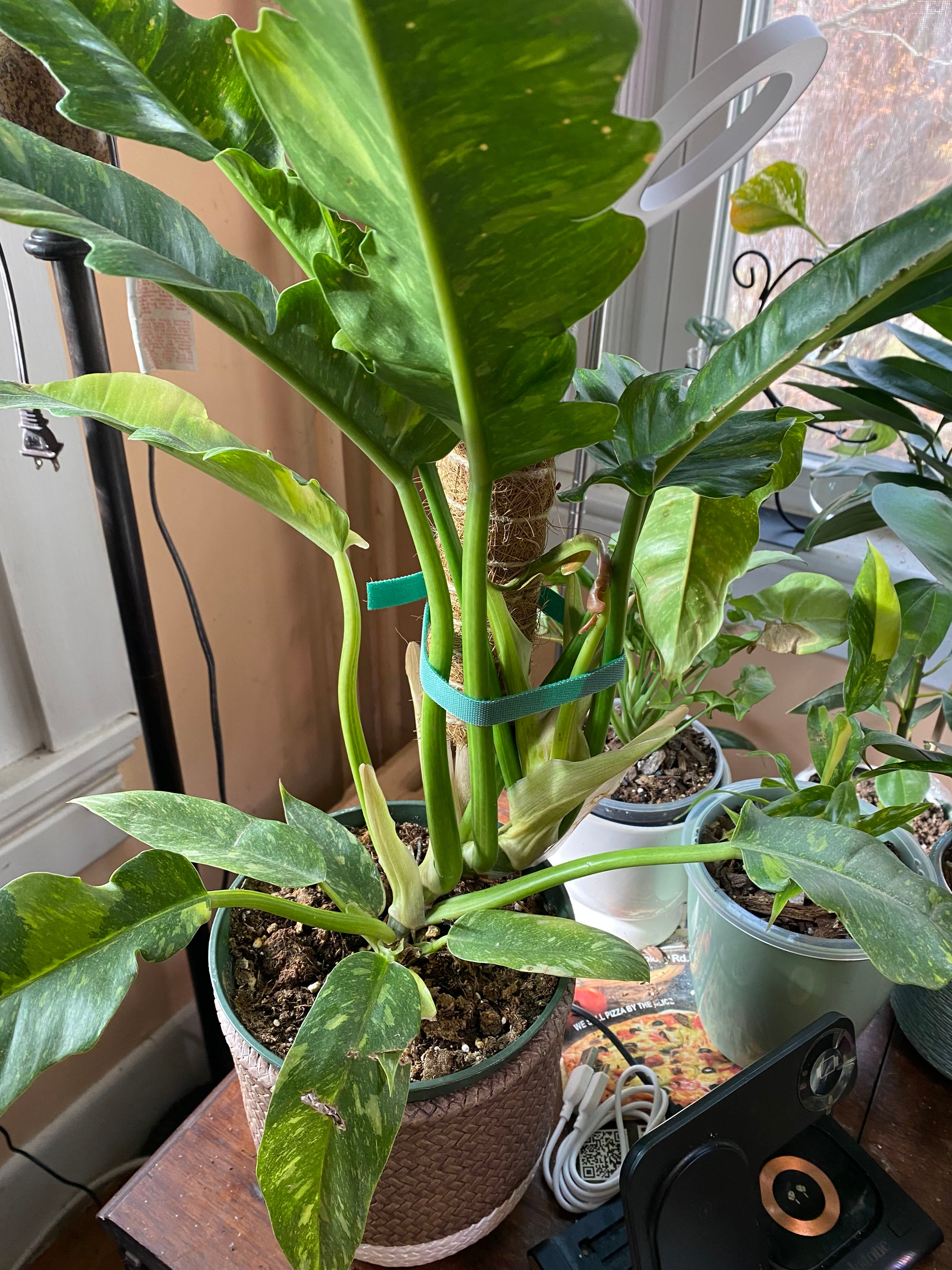 Keep Your Philodendron 'Amazon Spirit' Alive: Light, Water & Care