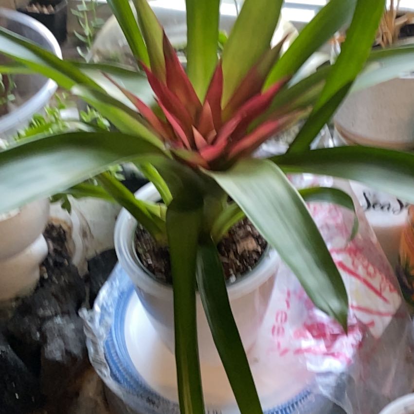 Photo of the plant species Guzmania Bromeliad by @SuperStace named Tree Diddy on Greg, the plant care app