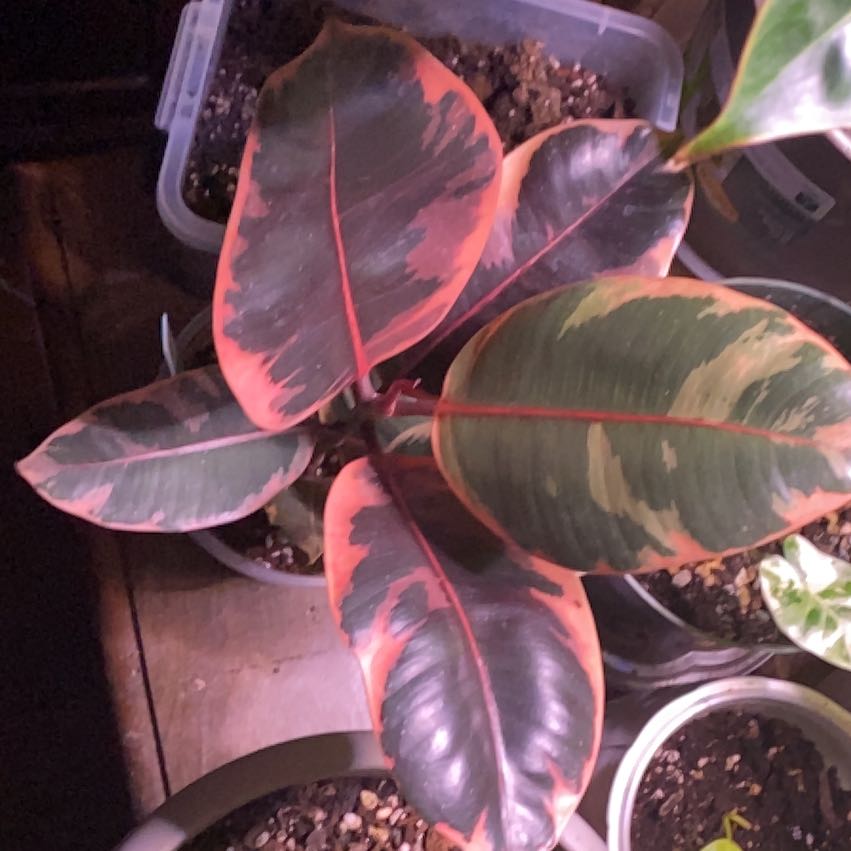 Photo of the plant species Rubber Plant 'Belize' by @SuperStace named Harmony on Greg, the plant care app
