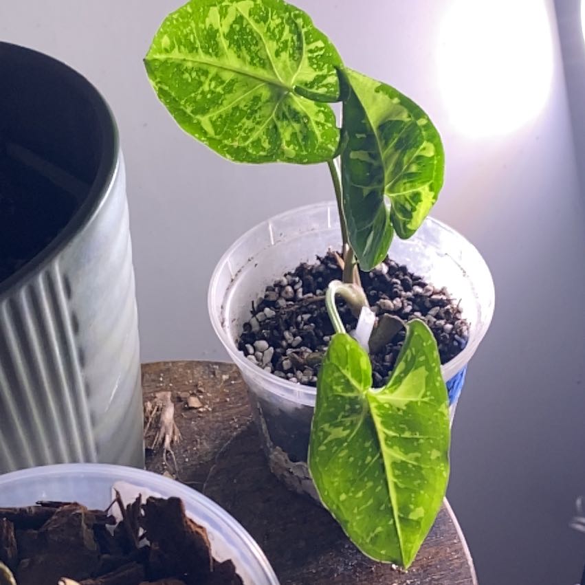 Photo of the plant species Syngonium by @SuperStace named Sonora on Greg, the plant care app