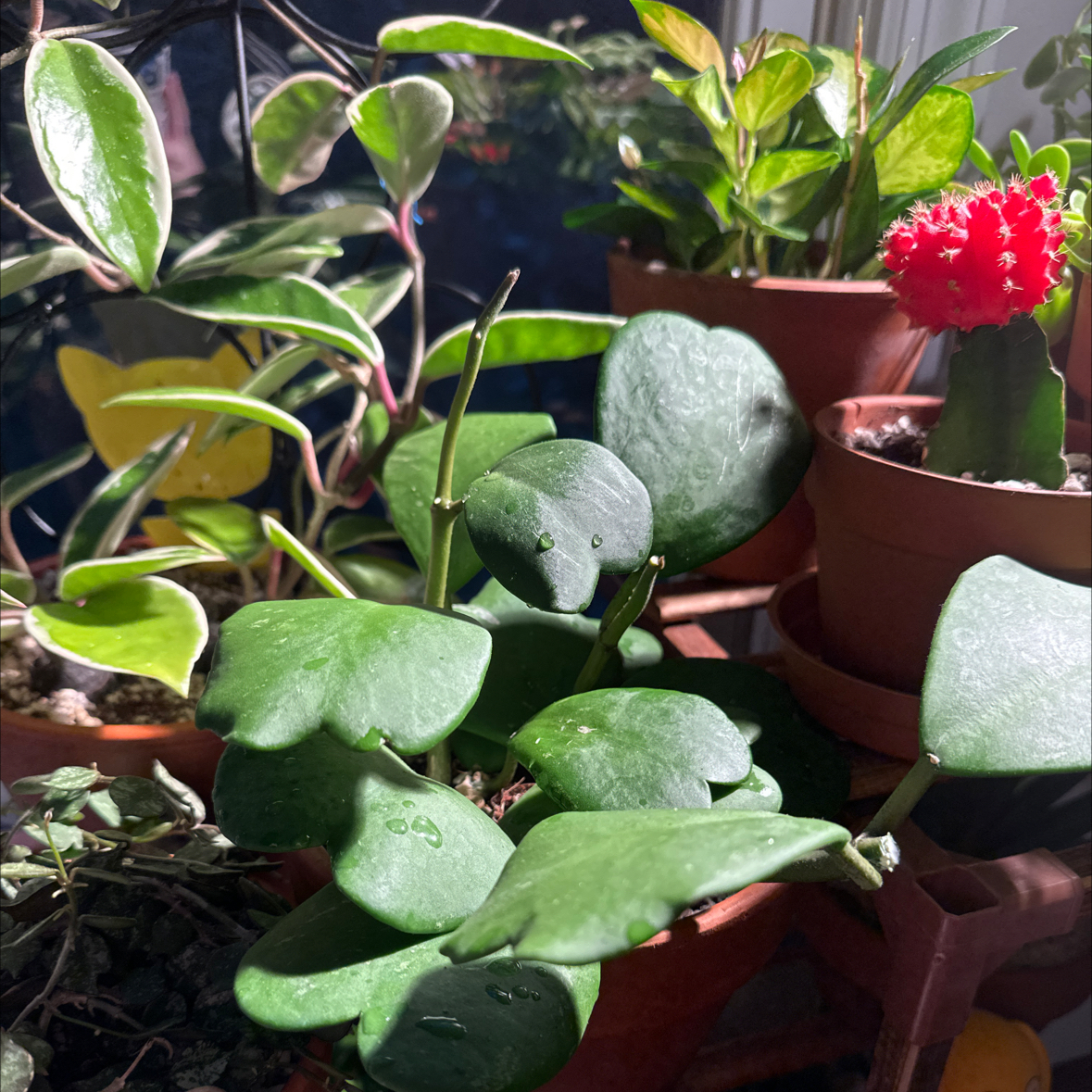 Sweetheart Hoya plant with heart-shaped leaves, surrounded by other plants.
