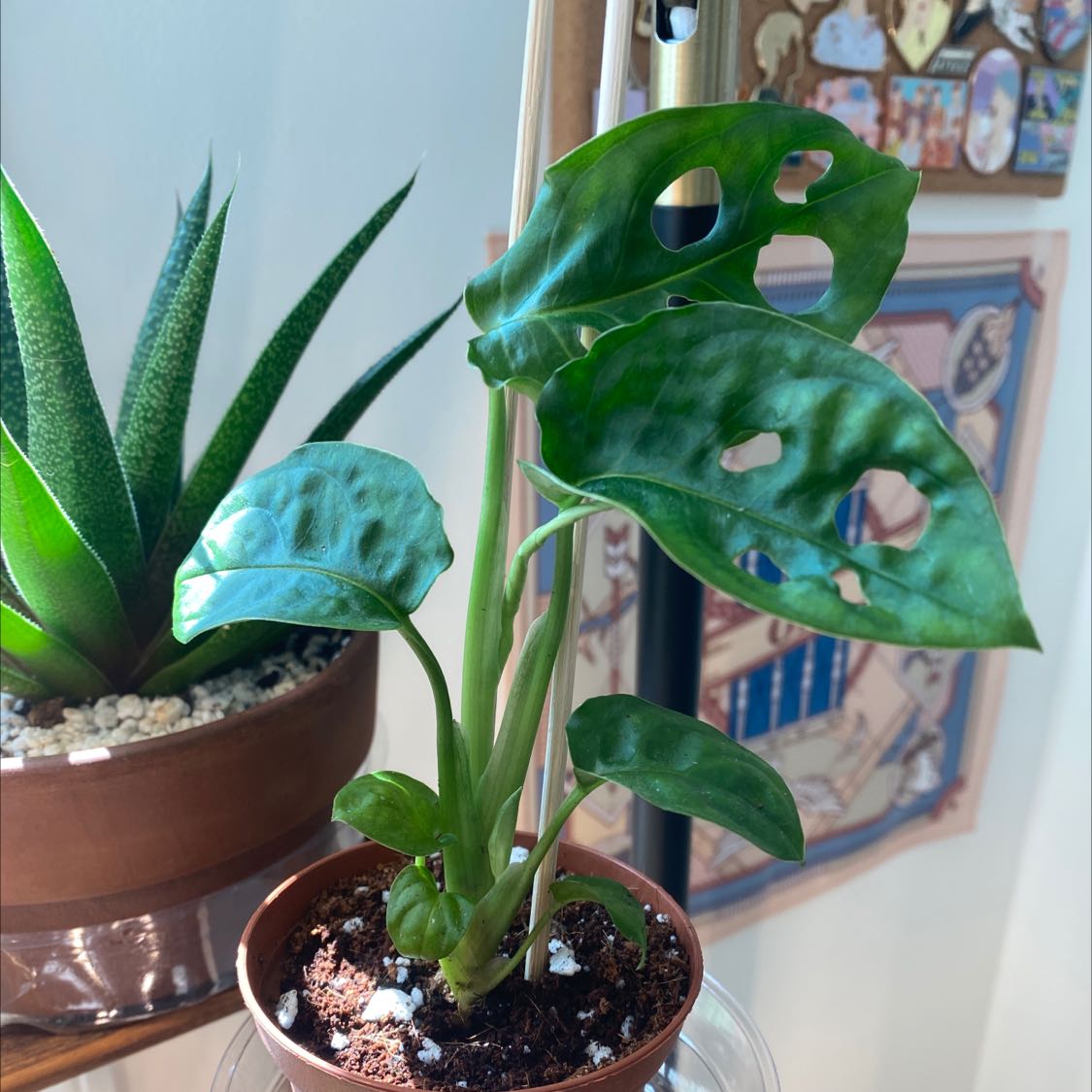 Propagating Swiss Cheese Plant: Step-by-step Guide 🧀 🌿