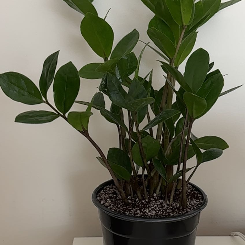 Healthy, mature ZZ plant with glossy green leaves growing in a black nursery pot with pebble-topped soil.