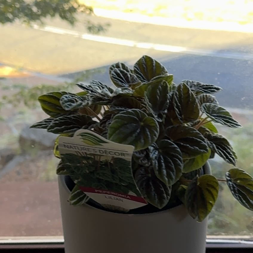 Photo of the plant species peperomia lilian by @RightfulFreesia named Terra on Greg, the plant care app