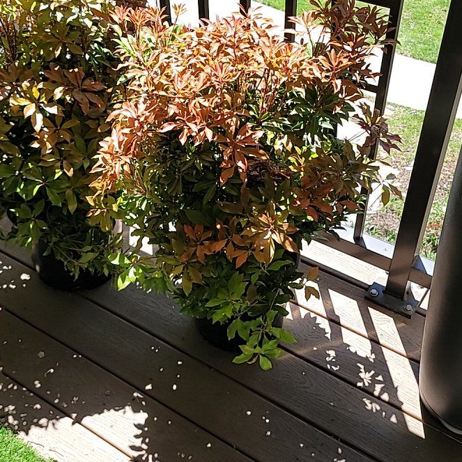 Photo of the plant species Mountain Fire Pieris by @TotalRambutan named Dax on Greg, the plant care app