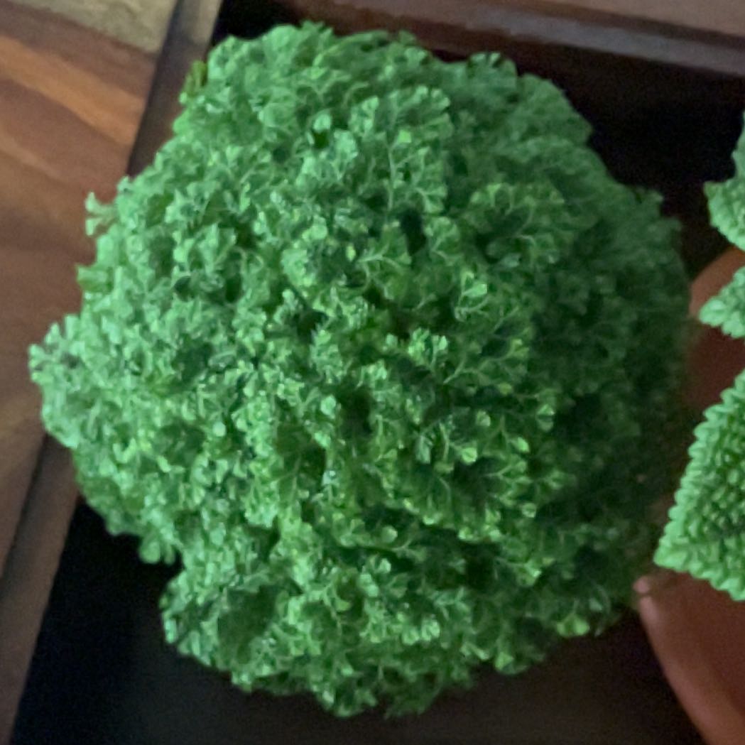 Photo of the plant species Meadow Spikemoss by @GladAgavecactus named Orwell on Greg, the plant care app