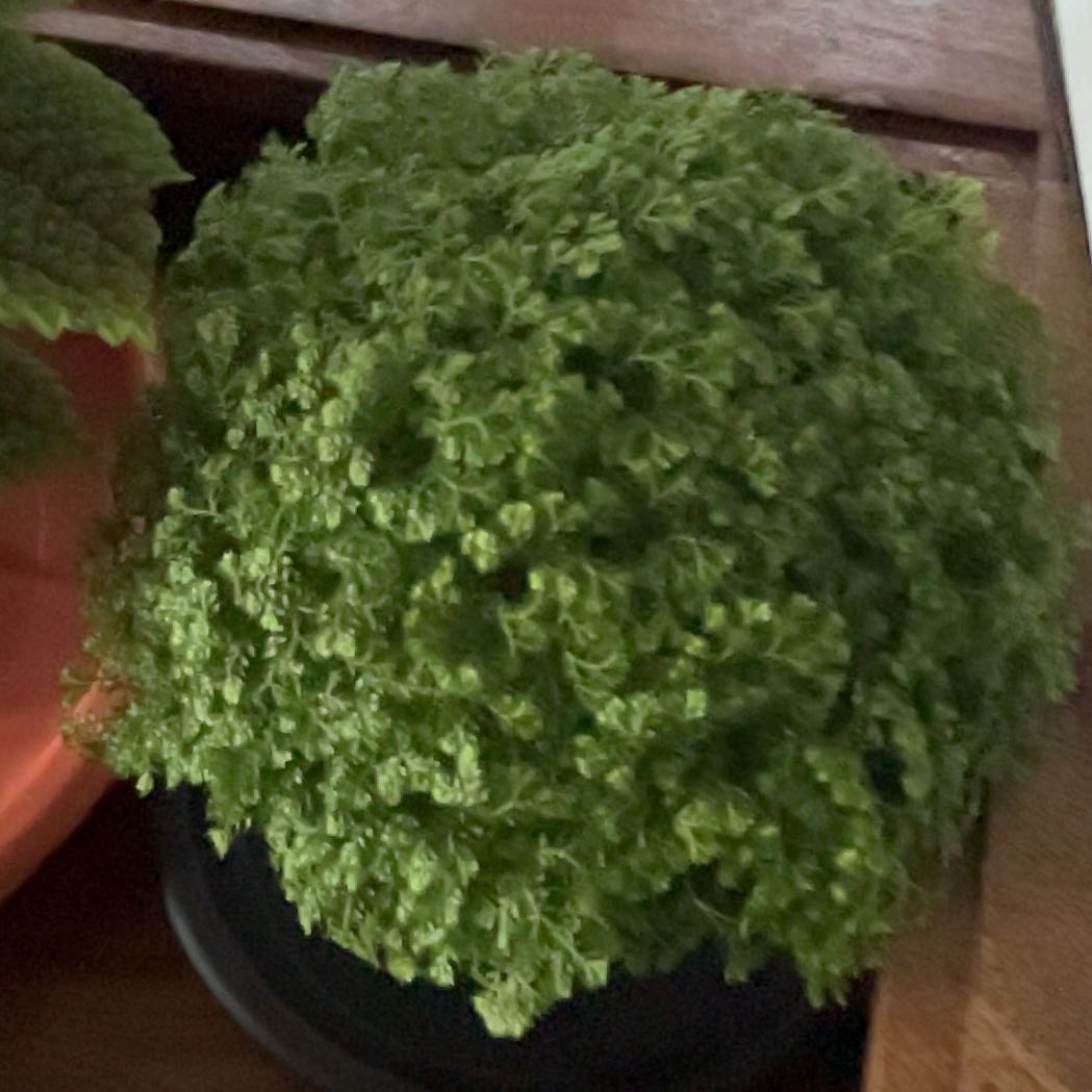 Photo of the plant species Meadow Spikemoss by @GladAgavecactus named Einstein on Greg, the plant care app