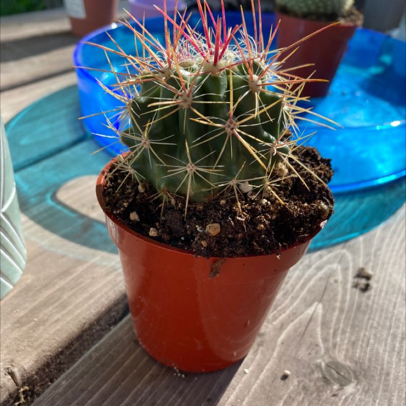 A healthy Texas Barrel Cactus in a red pot with visible soil.