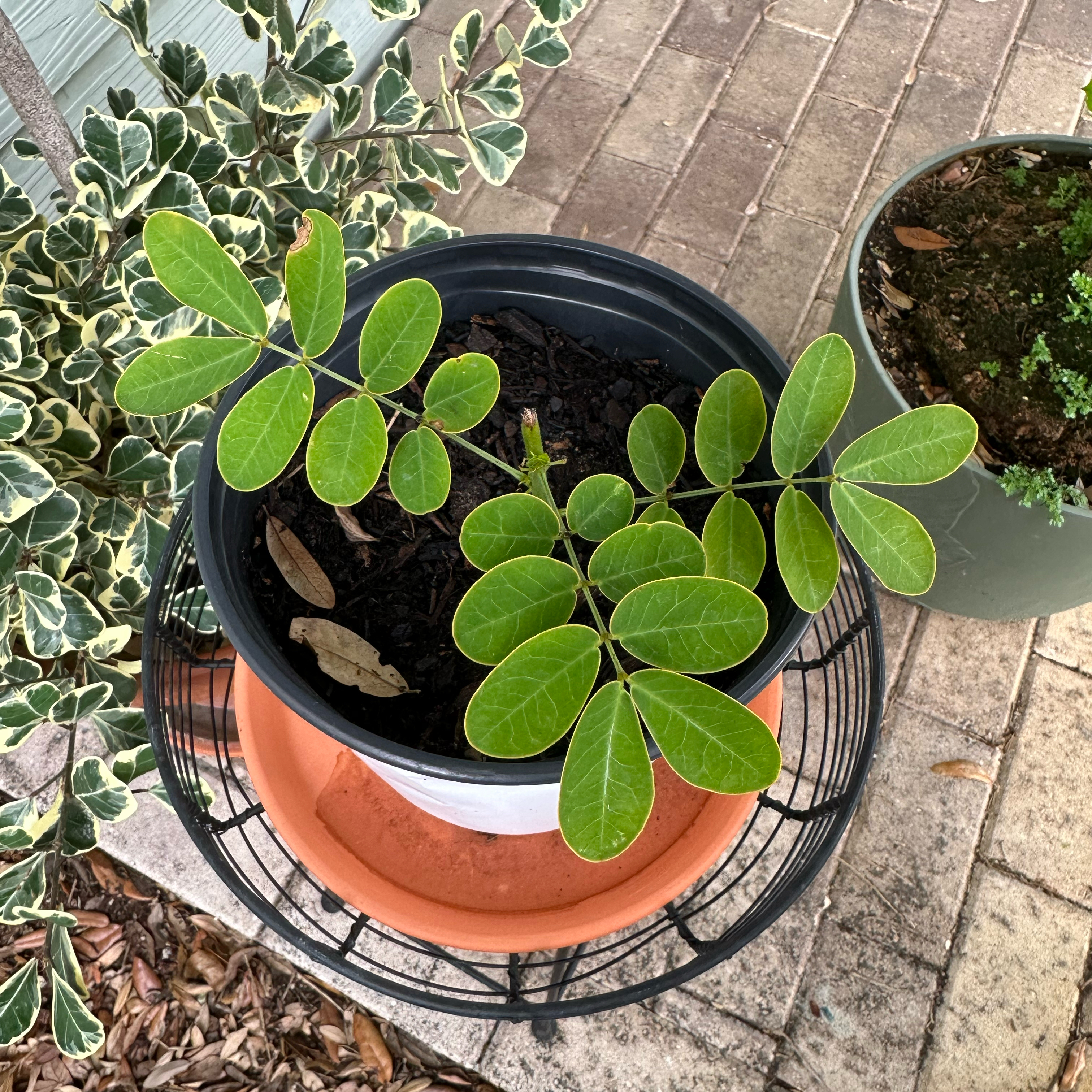 Photo of the plant species Sicklepod by @ZealousLoquat named Aries on Greg, the plant care app
