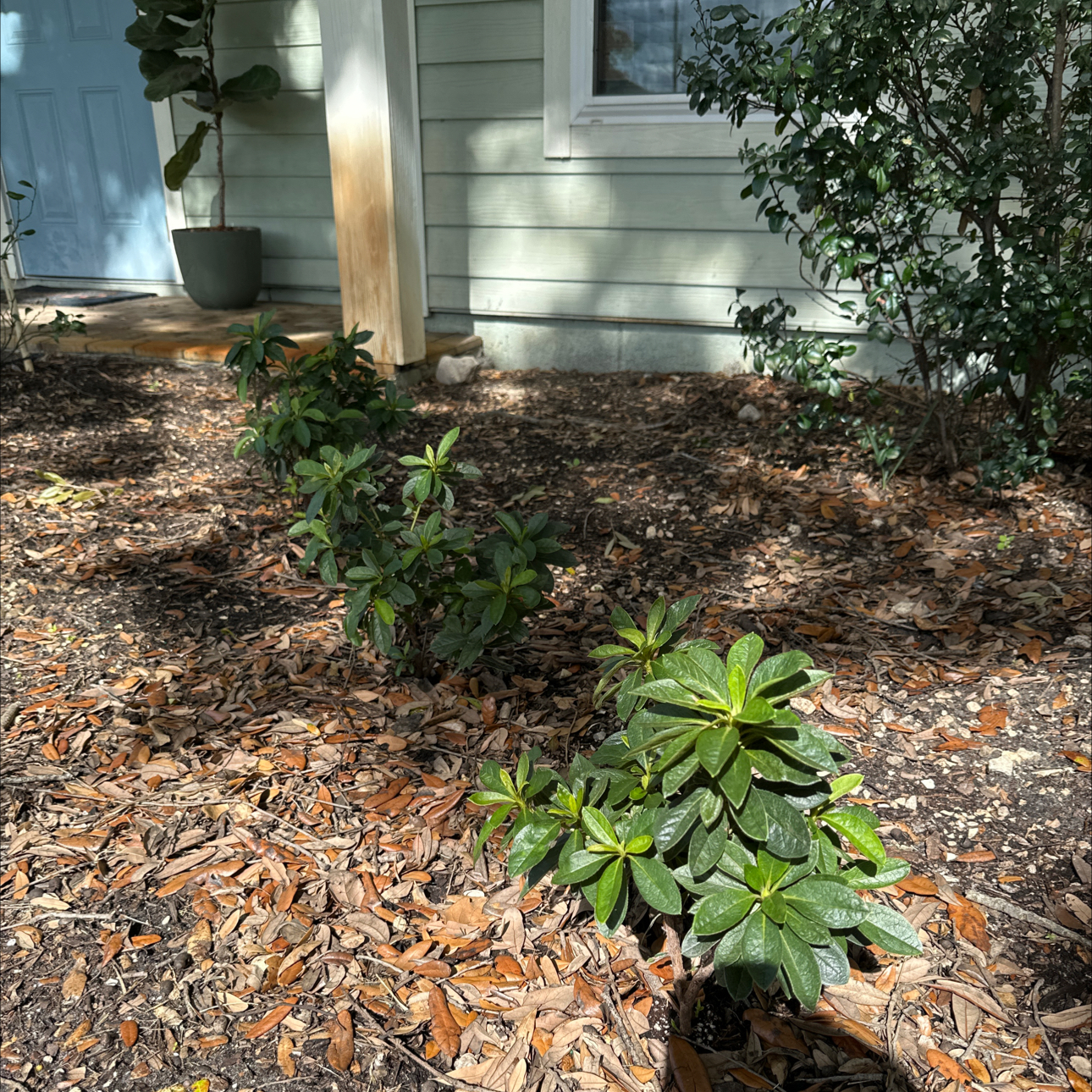 Photo of the plant species Gumbo Azalea by @ZealousLoquat named Gomez on Greg, the plant care app