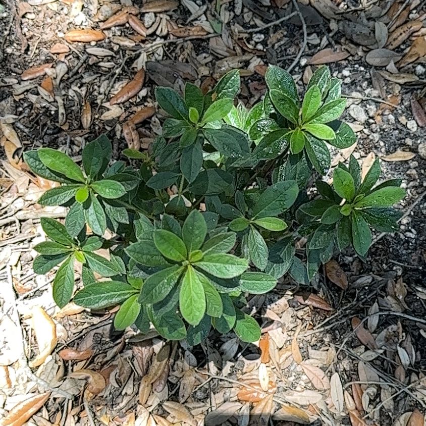 Photo of the plant species Gumbo Azalea by @ZealousLoquat named Gomez on Greg, the plant care app