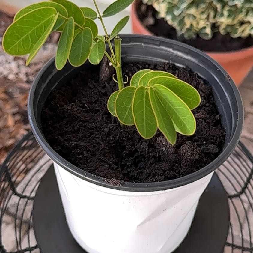 Photo of the plant species Sicklepod by @ZealousLoquat named Aries on Greg, the plant care app