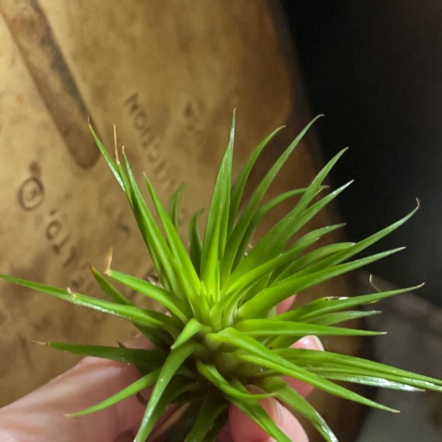 Photo of the plant species Tillandsia andreana by @SwiftRedsword named Laverne on Greg, the plant care app