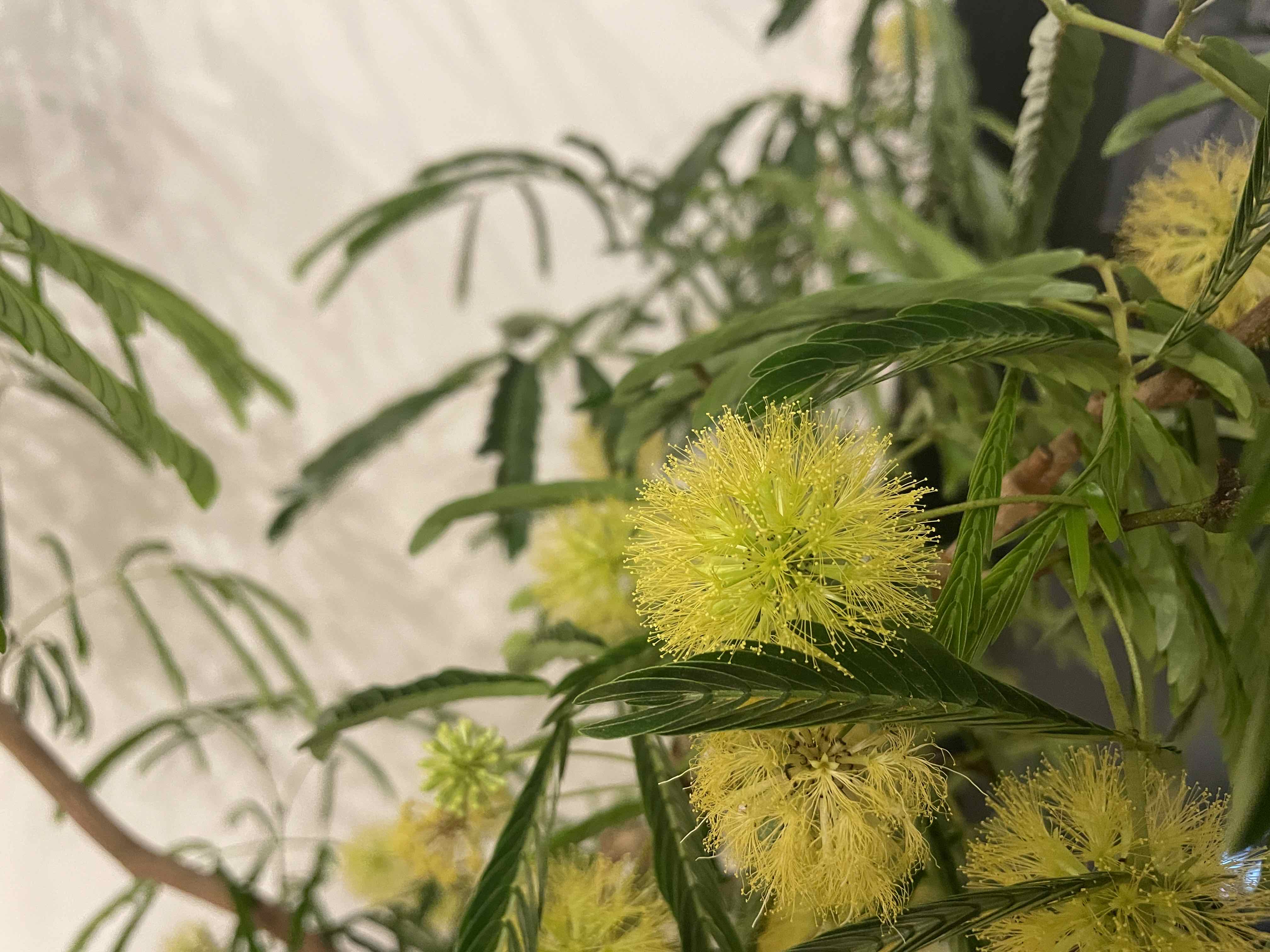 Everfresh Tree with green leaves and yellow, fluffy flowers.