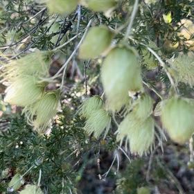Photo of the plant species Rush-Stem Clematis by @PoetFalsearalia named Sage on Greg, the plant care app