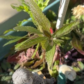 Photo of the plant species Lion's Ear by @PoetFalsearalia named Duke on Greg, the plant care app