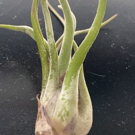 Photo of the plant species Largetillandsia by @HoorayDamascisa named Kobe on Greg, the plant care app