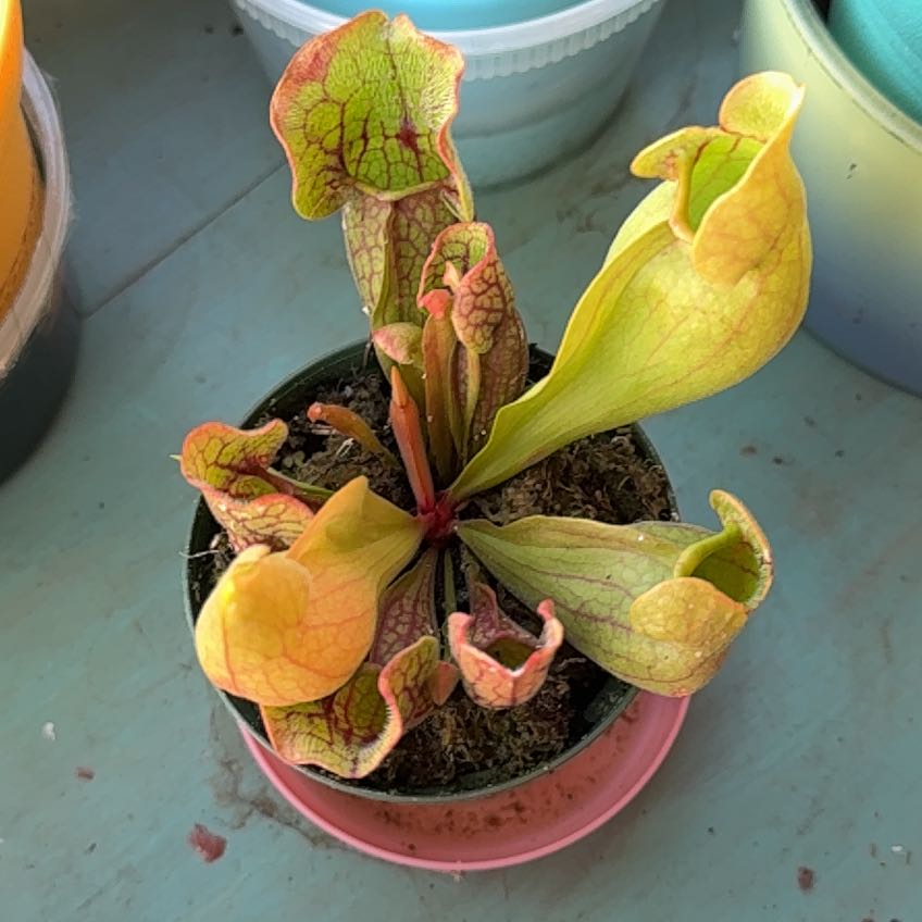 Photo of the plant species Southern Purple Pitcher Plant by @HoorayDamascisa named Keanu Leaves on Greg, the plant care app