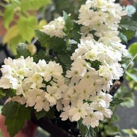 Photo of the plant species verbena by @ImpishBaneberry named Verbena on Greg, the plant care app