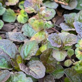 Photo of the plant species Blue Bugle by @LuckyWaiuatua named Baesil on Greg, the plant care app