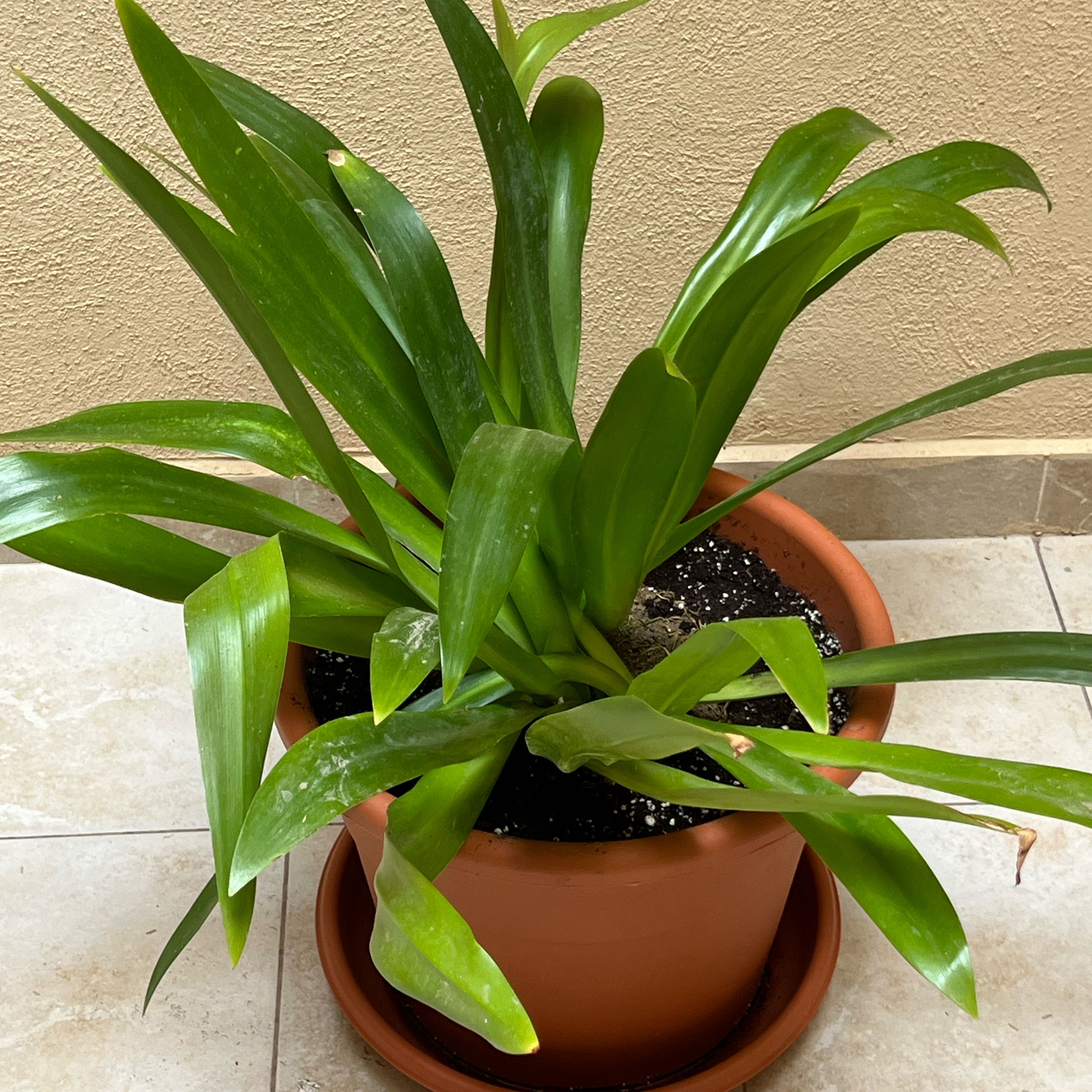 Potted Sea Daffodil plant with long green leaves, healthy appearance.