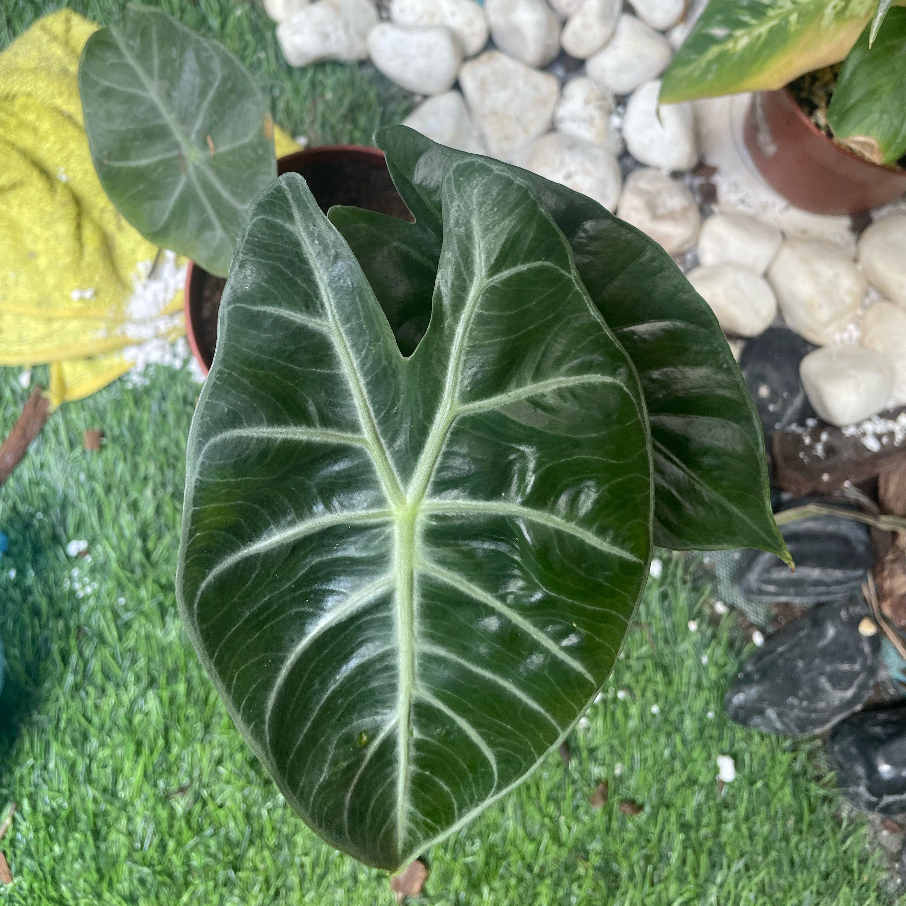 Photo of the plant species Pink Dragon Alocasia by @FabSkunkcabbage named Miley on Greg, the plant care app
