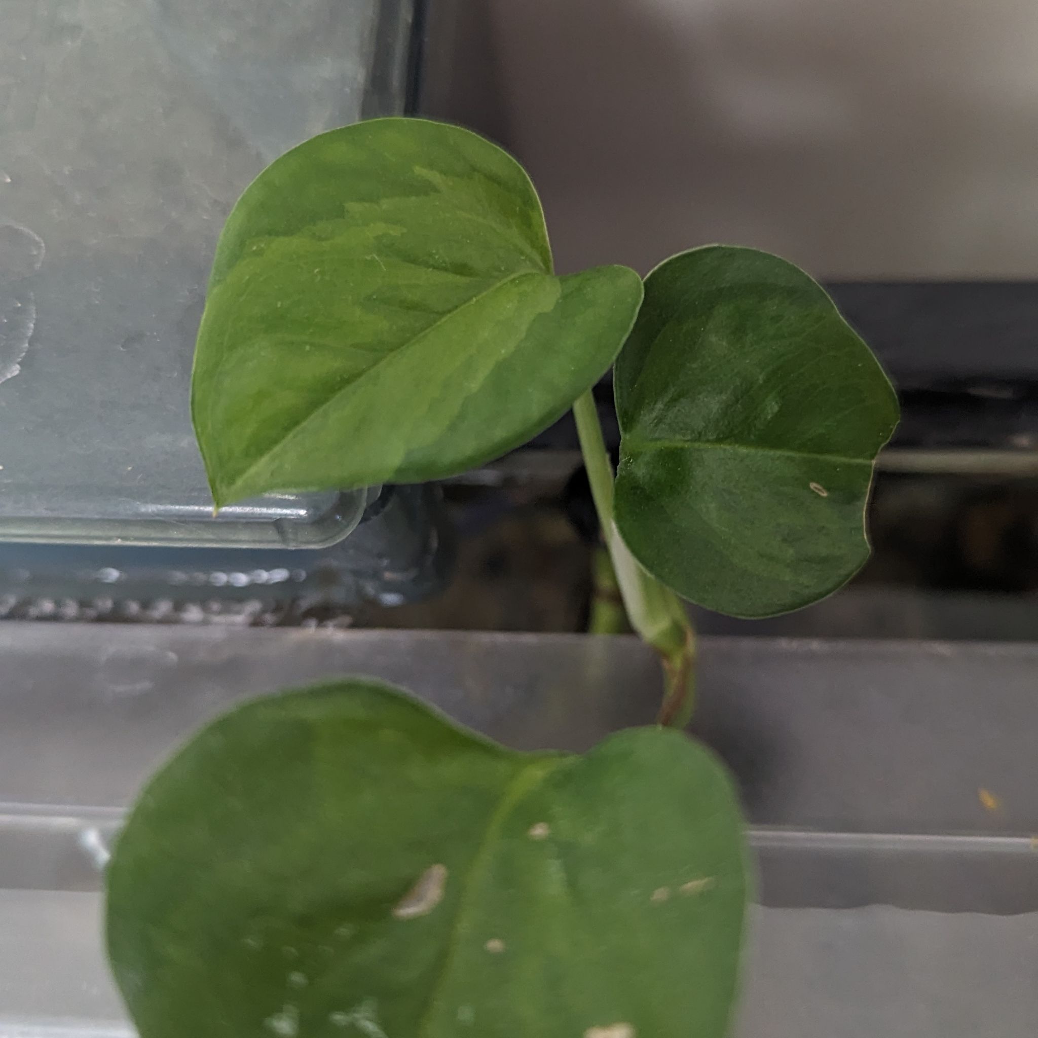 Emerald Pothos plant with green leaves, minor blemishes, well-framed and centered.