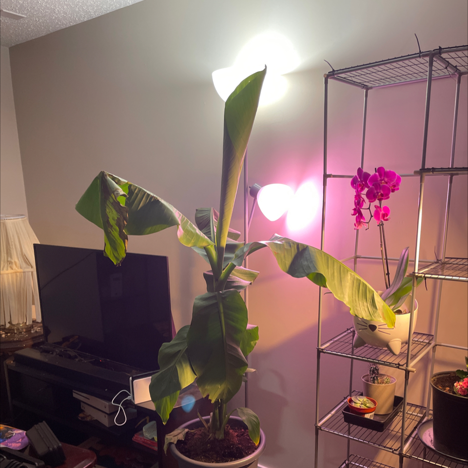 Indoor Japanese Banana plant in a pot with slight browning on leaf edges.