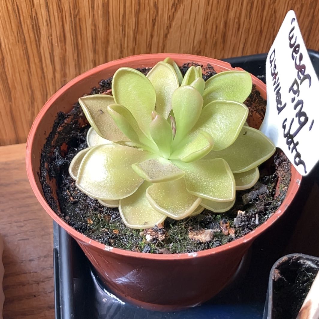Photo of the plant species Weser Butterwort by @zombiehetty named Butterwort on Greg, the plant care app