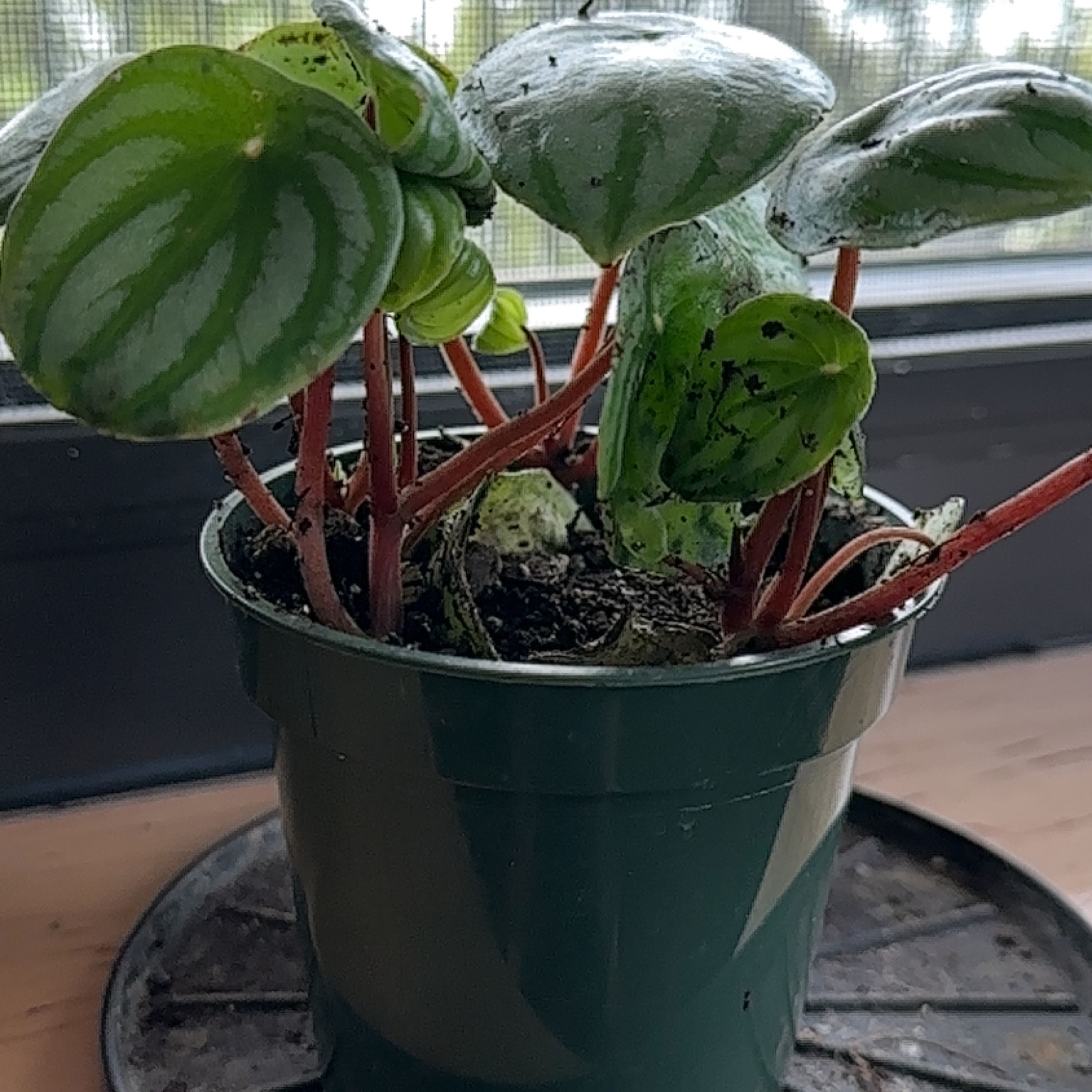 Watermelon Peperomia plant in a green pot with healthy, patterned leaves.