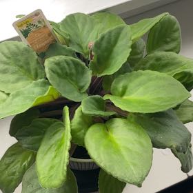 Photo of the plant species African Violet by @FunBlacksapote named Miley on Greg, the plant care app