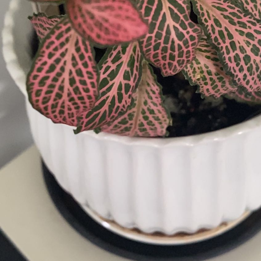 Photo of the plant species Mini Pink Fittonia by @FunBlacksapote named Planty on Greg, the plant care app