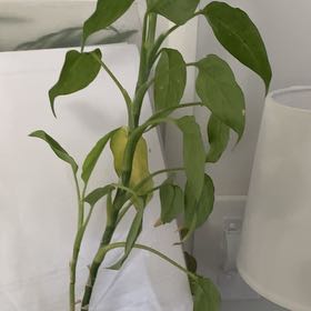 Photo of the plant species Dumb Cane by @FunBlacksapote named Tupot amaroot on Greg, the plant care app