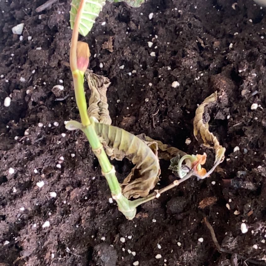 Photo of the plant species Kratom by @NewJeweledcrown named Rosa on Greg, the plant care app